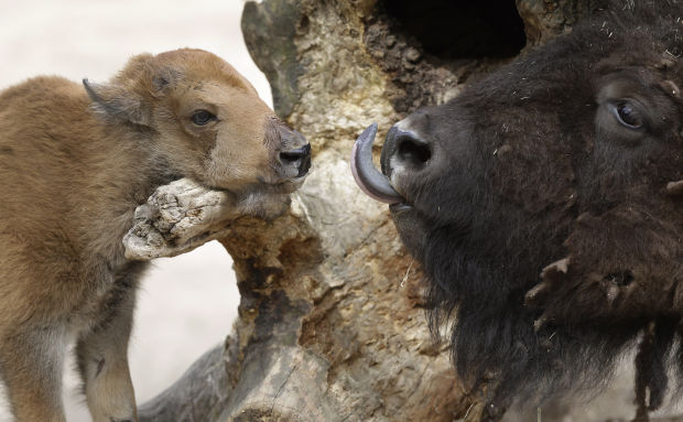 Animal photos of the week